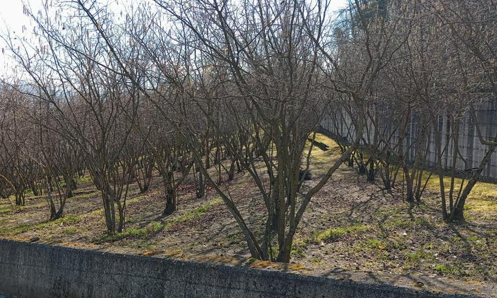 Terreno agricolo con accesso carraio