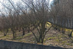 Terreno agricolo con accesso carraio