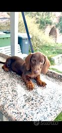 Cucciolo Bassotto Cioko Tan