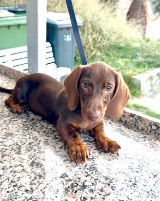 Cucciolo Bassotto Cioko Tan