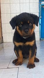 Cuccioli rottweiler