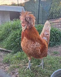 Gallo di Padovana Camoscio