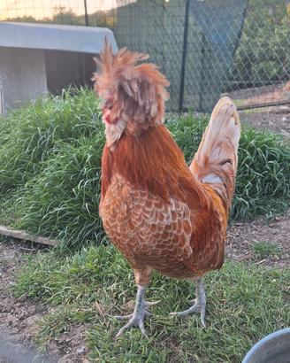 Gallo di Padovana Camoscio