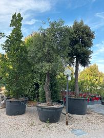 Pianta quercia da sughero eta 60 altezza 450 cm