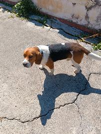  Beagle originale di 5 anni 
