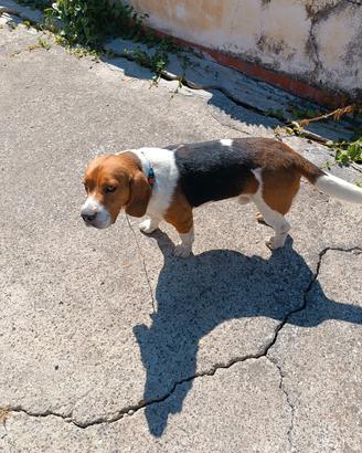  Beagle originale di 5 anni 