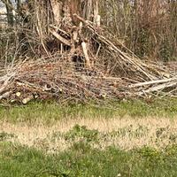 Legna da ardere (almeno 5 quintali)