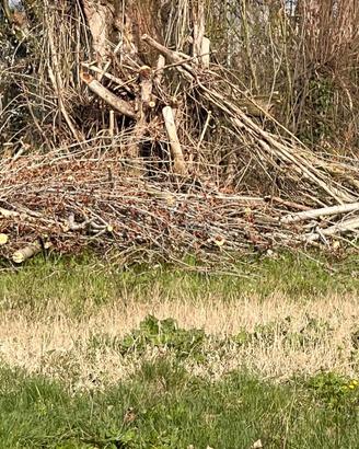 Legna da ardere (almeno 5 quintali)