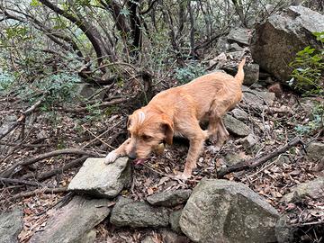 Cani da caccia al cinghiale