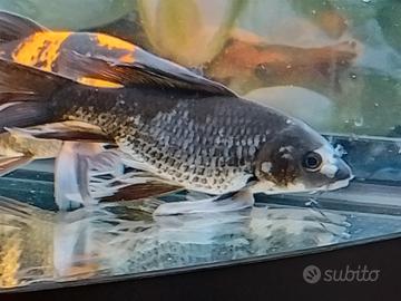 Butterfly Koi matsukawabake con certificato