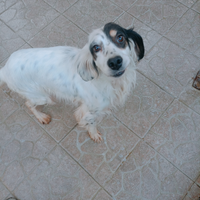 Setter inglese ,incrocio setter pointer