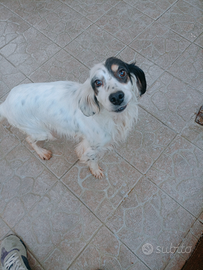 Setter inglese ,incrocio setter pointer