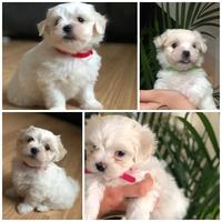 Cucciolata maltese maschi