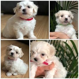 Cucciolata maltese maschi