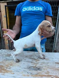 Cuccioli di Pointer inglesi