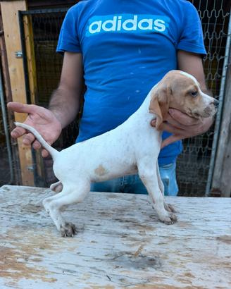 Cuccioli di Pointer inglesi
