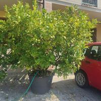 Limone 