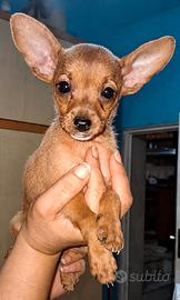 cucciole meticce
