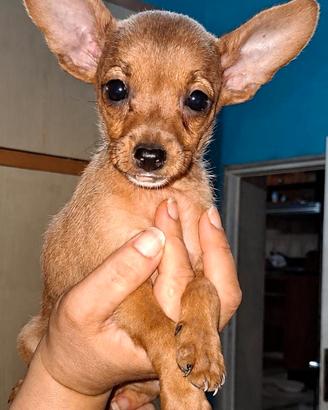 cucciole meticce