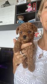 Barboncino tea Cup asiatico per monta, e cuccioli