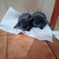 Coniglietti ariete nani