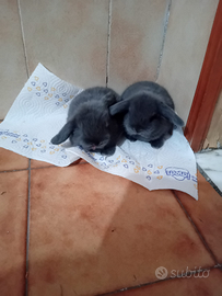 Coniglietti ariete nani