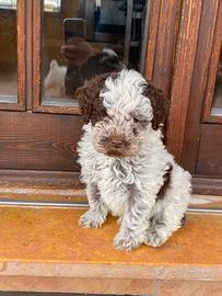 Cuccioli di Lagotto romagnolo