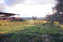 ter-agricolo-a-mompeo
