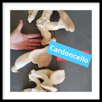 Cardoncello 12 euro/Kg