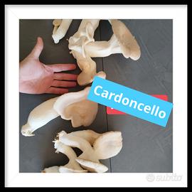 Cardoncello 12 euro/Kg