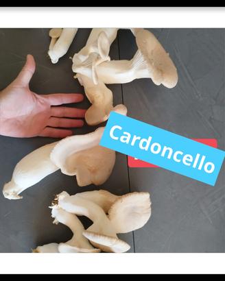 Cardoncello 12 euro/Kg