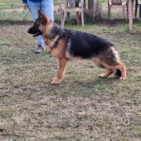 Pastore tedesco cucciolona