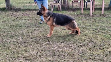 Pastore tedesco cucciolona