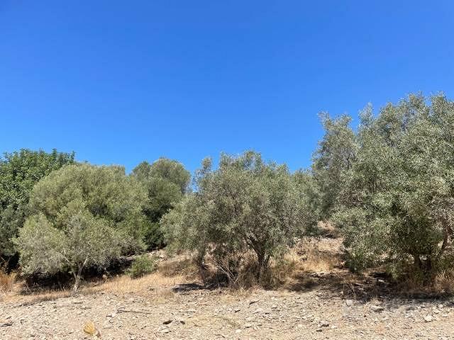 SANT'ANNA ARRESI uliveto con 1500 piante - Vista 6