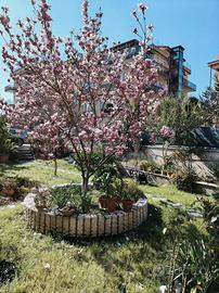 Magnolia soulangeana adulta 5 metri
