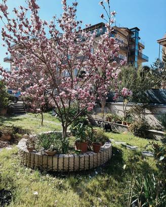 Magnolia soulangeana adulta 5 metri