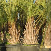 palma Butia capitata 