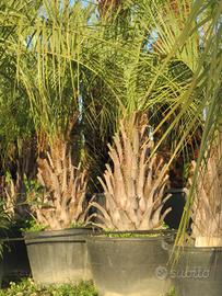 palma Butia capitata 