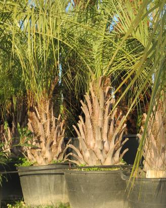 palma Butia capitata 