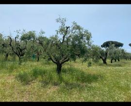 Terreno agricolo