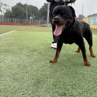 Rottweiler