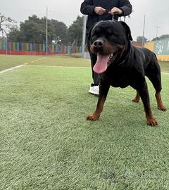 Rottweiler