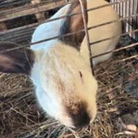 Due coniglie California e una nostrana