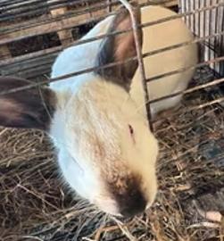 Due coniglie California e una nostrana