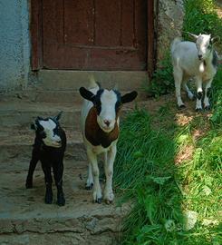 Capre simil tibetane