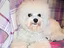 Immagine 5