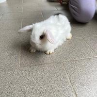 Donazione 2 Cuccioli di coniglio ariete