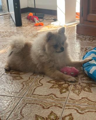 Spitz di Pomerania