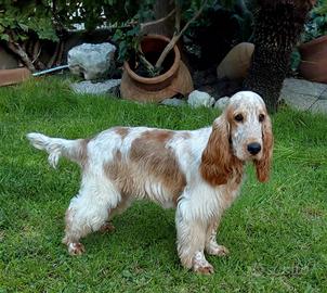 Cocker Spaniel arancio roano