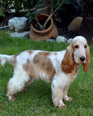 Cocker Spaniel arancio roano